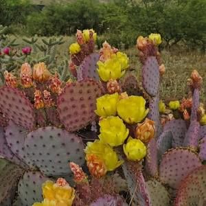 Meet your Posher, Holley